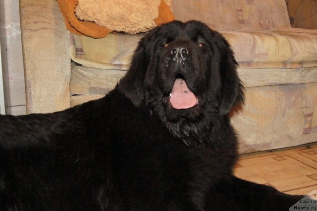 Фото: ньюфаундленд Гранд Пацифик Ю А Квин для Их Высочества