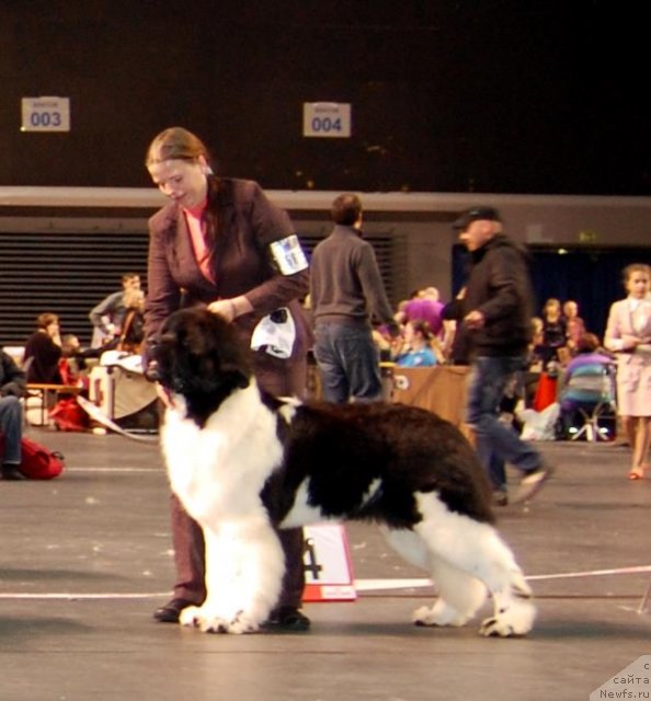 Фото: ньюфаундленд Супер Бизон Зербино