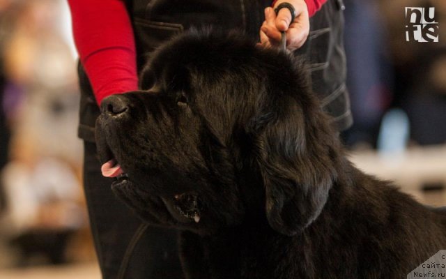 Фото: ньюфаундленд Bowaters Braveheart Nuo Ozo Kalvu