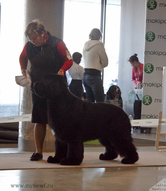 Фото: ньюфаундленд Bowaters Braveheart Nuo Ozo Kalvu