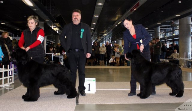 Фото: ньюфаундленд Bowaters Braveheart Nuo Ozo Kalvu, ньюфаундленд Bears Cove Latoya for Grandbear Wow