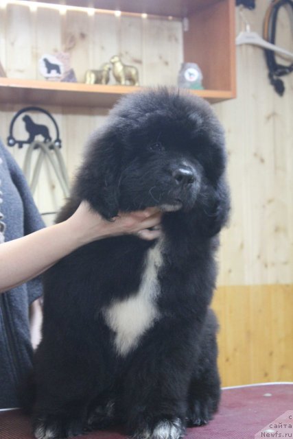 Фото: ньюфаундленд Дак Прайд Версаче (Dark Pride Versace)