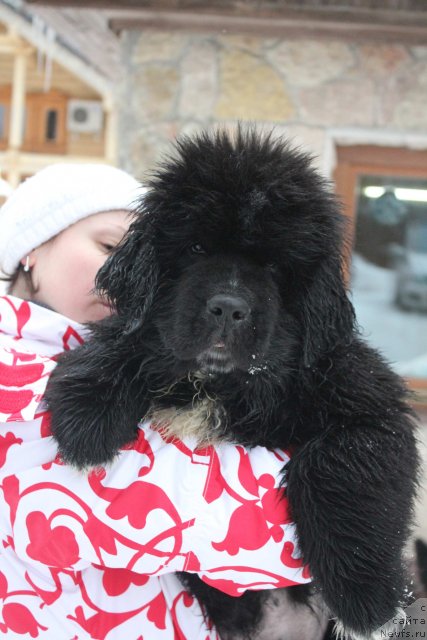 Фото: ньюфаундленд Дак Прайд Версаче (Dark Pride Versace)