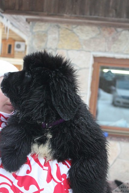 Фото: ньюфаундленд Дак Прайд Версаче (Dark Pride Versace)