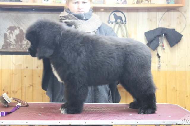 Фото: ньюфаундленд Дак Прайд Версаче (Dark Pride Versace)