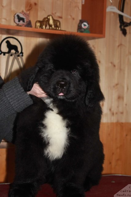 Фотография № 116826