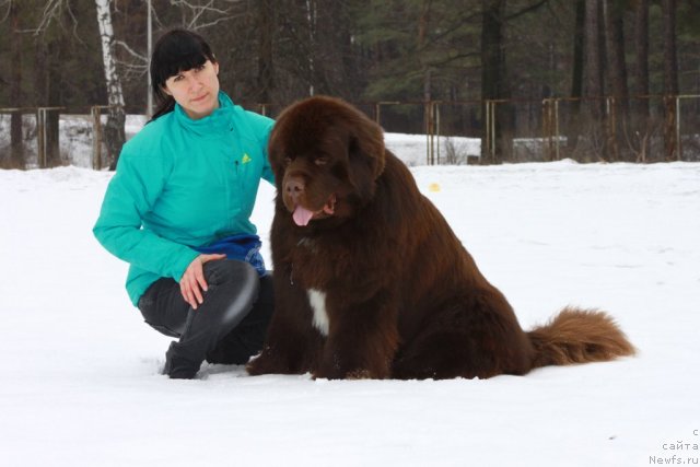 Фото: ньюфаундленд Акватория Келвин Райз Афтэ Ми (Aquatoriya Kelvin Rise After Me), Снежана Шуринова