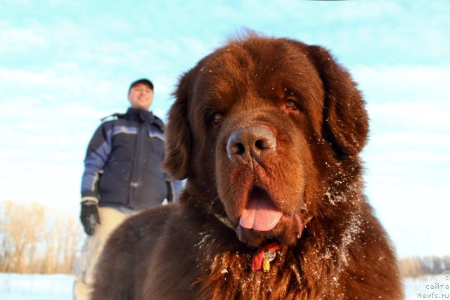 Фото: ньюфаундленд Лесная Сказка Королевский Медведь (Lesnaja Skazka Korolevskiy Medved), Дмитрий Самарцев