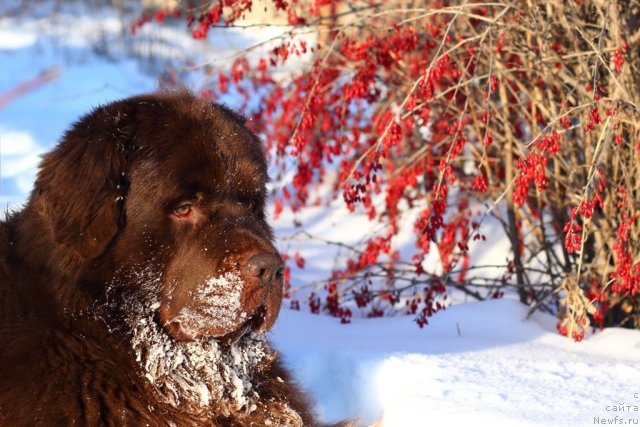 Фото: ньюфаундленд Лесная Сказка Королевский Медведь (Lesnaja Skazka Korolevskiy Medved)