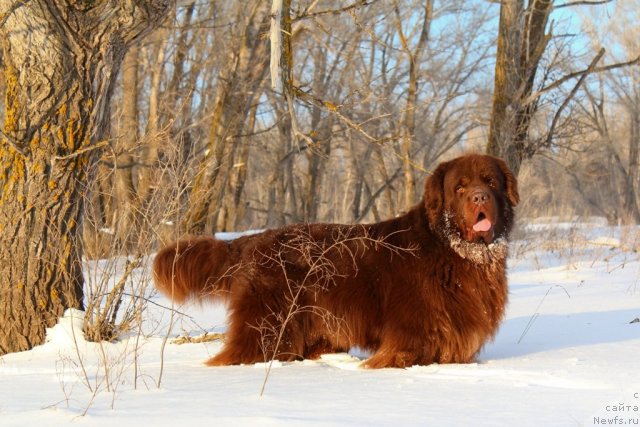Фото: ньюфаундленд Лесная Сказка Королевский Медведь (Lesnaja Skazka Korolevskiy Medved)