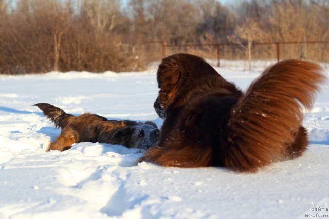 Фото: ньюфаундленд Лесная Сказка Королевский Медведь (Lesnaja Skazka Korolevskiy Medved), Дружок