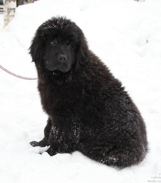 Фото: ньюфаундленд Ньюфорт Черника Леди