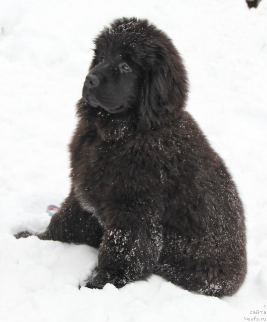 Фото: ньюфаундленд Ньюфорт Черника Леди