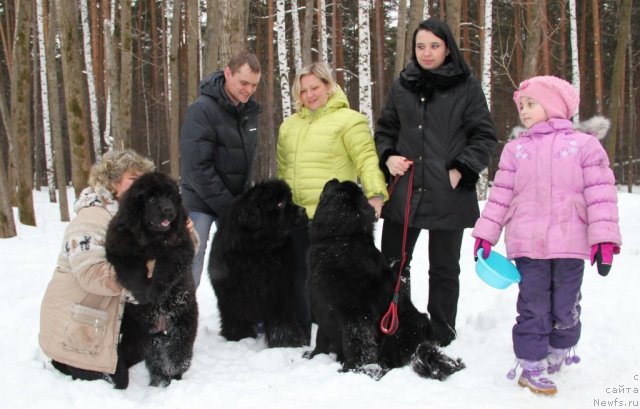 Фото: ньюфаундленд Ньюфорт Черника Леди, ньюфаундленд С'Нежная Вьюга Армандо Паруссо (S'Nezhnaya Vjuga Armando Parusso), ньюфаундленд Ньюфорт Тайм'с Голд Алекса
