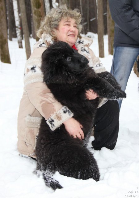 Фото: ньюфаундленд Ньюфорт Черника Леди, Ирина Панюшкина