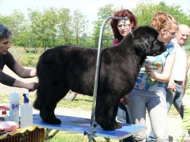 Фото: ньюфаундленд Beauty of Betty Boop