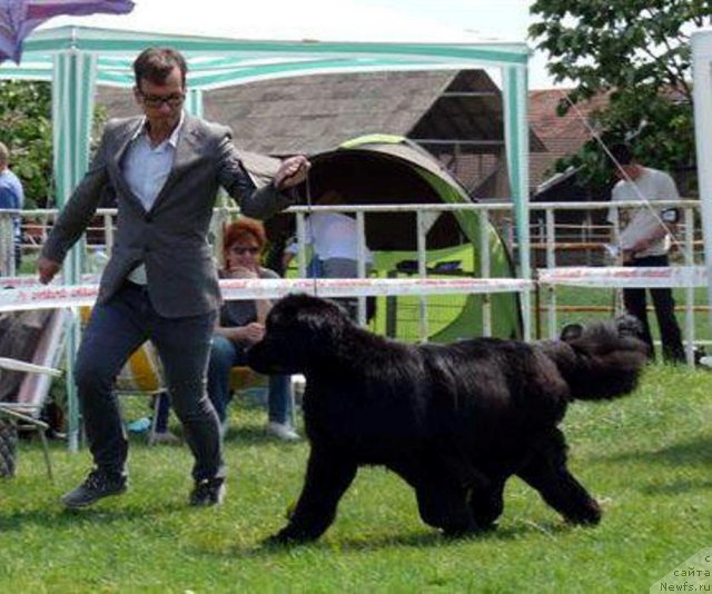 Фото: ньюфаундленд Beauty of Betty Boop