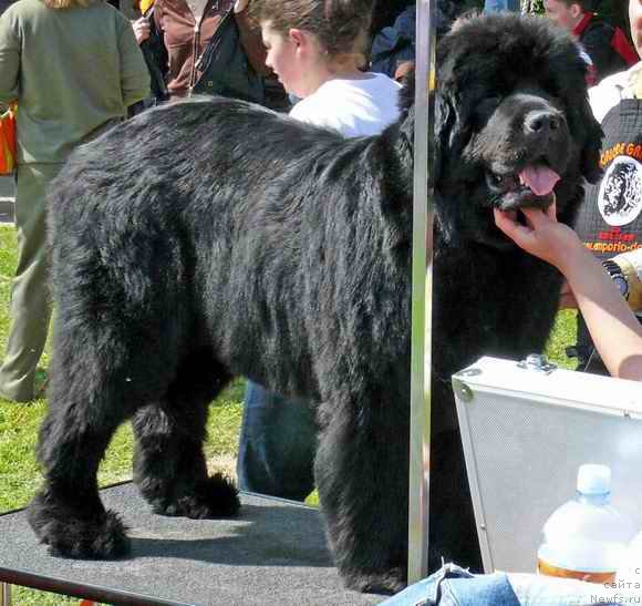 Фото: ньюфаундленд Respect Bety Boop Emporio de Grandezza