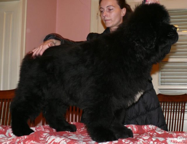 Фото: ньюфаундленд Betty Boop Captain Jack Sparrow