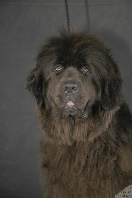 Фото: ньюфаундленд Севертан Светская Львица