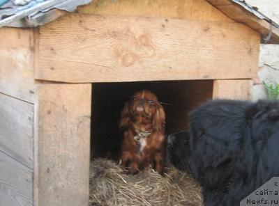 Фото: ньюфаундленд Великий Медведь Бегущий по Волнам