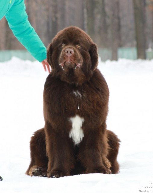 Фото: ньюфаундленд Акватория Келвин Райз Афтэ Ми (Aquatoriya Kelvin Rise After Me)