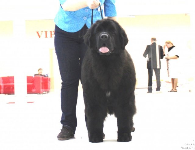 Фото: ньюфаундленд Акватория Келвин Франшиза (Aquatoriya Kelvin Franshize)