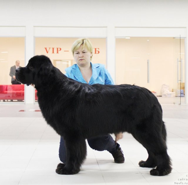 Фото: ньюфаундленд Акватория Келвин Кадриль (Aquatoriya Kelvin Kadril)