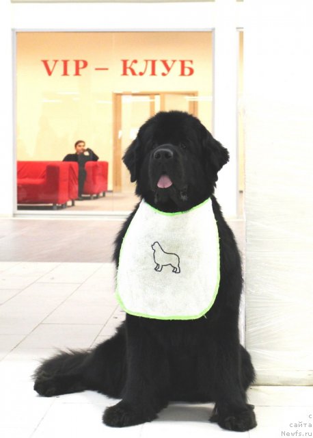 Фото: ньюфаундленд Акватория Келвин Кадриль (Aquatoriya Kelvin Kadril)