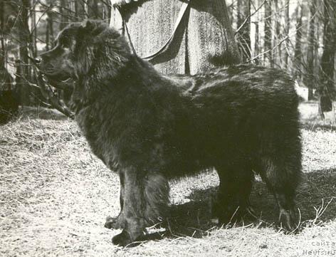 Фото: ньюфаундленд Флосер Милена