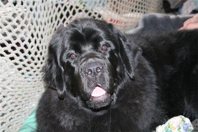 Фото: ньюфаундленд Арх Бьюти Очень Важная Персона