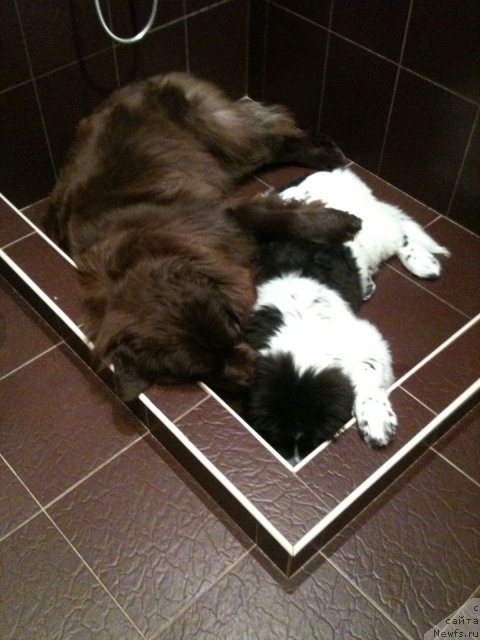 Фото: ньюфаундленд Ван Лен Тайм Женевьева, ньюфаундленд Сент Джонс Вива Виктория (Sent Djons Viva Viktoria)