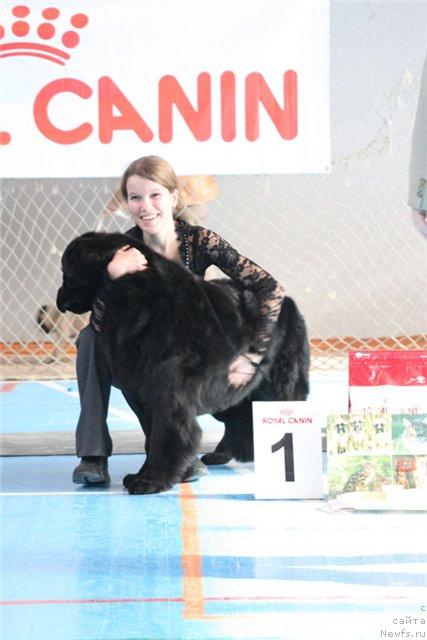 Фото: ньюфаундленд Арх Бьюти Очень Важная Персона, Анастасия Мищенко