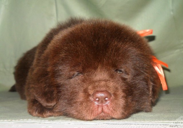 Фото: ньюфаундленд Санни Сквайр