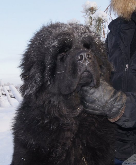 Фото: ньюфаундленд Гранд Пацифик Ю А Зе Виннер