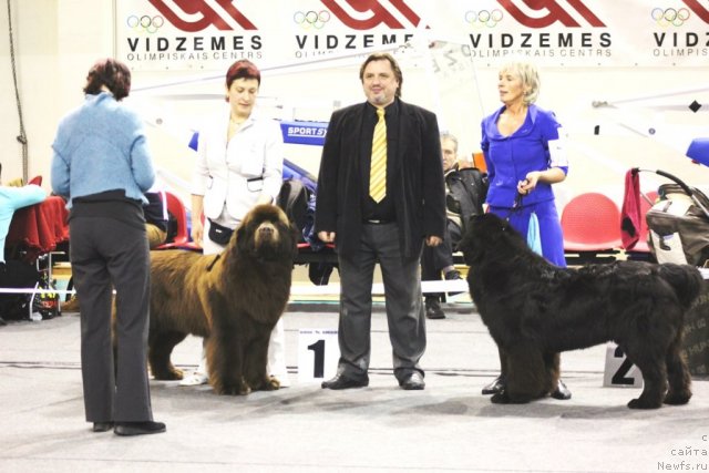 Фото: Елена Медведева, ньюфаундленд Акватория Келвин Редс Бегин энд Вин (Aquatoriya Kelvin Reds Begin and Win)