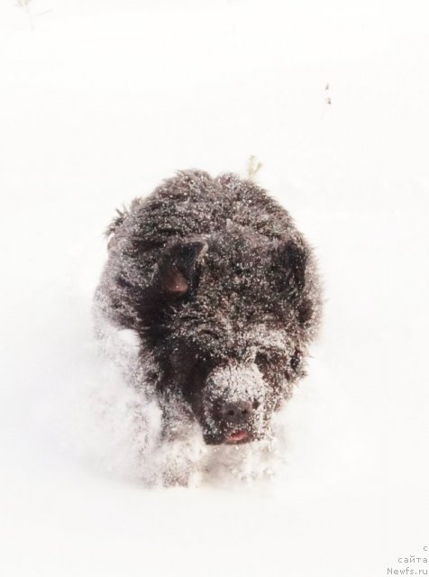 Фото: ньюфаундленд Гранд Пацифик Ю А Квин для Их Высочества