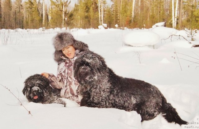 Фото: ньюфаундленд Гранд Пацифик Ю А Квин для Их Высочества, ньюфаундленд Фанньюф Тибул Желанный для Их Высочества