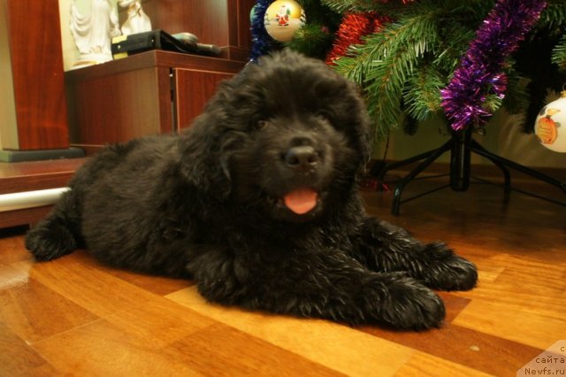 Фото: ньюфаундленд Сказка с Подножия Килиманджаро