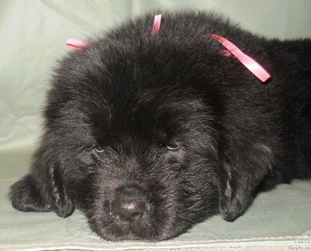 Фото: ньюфаундленд Сенеция