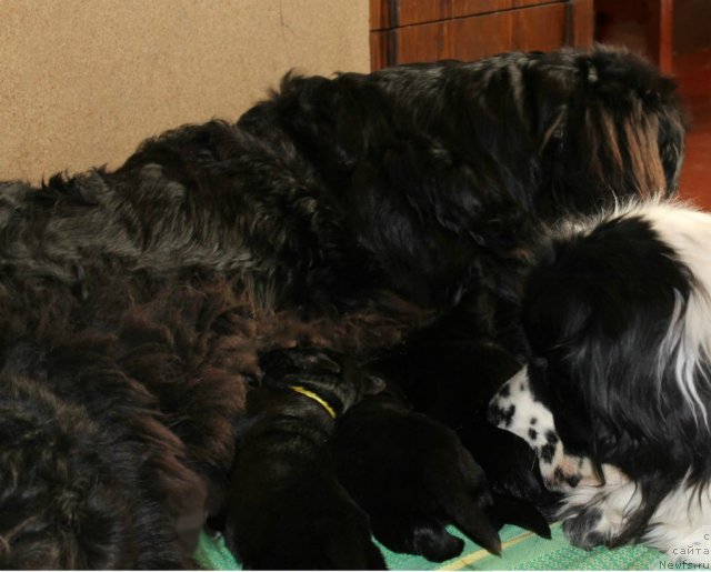 Фото: ньюфаундленд Бавария (Bavariya), ньюфаундленд Ла Бель Мишель (La Belle Michaela)