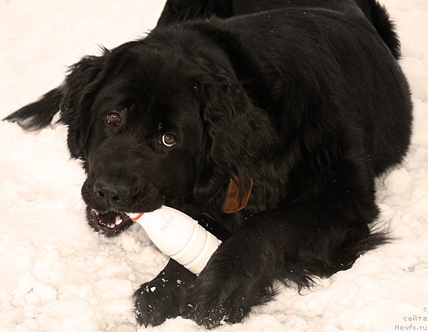 Фото: Jetem Fiona Armani