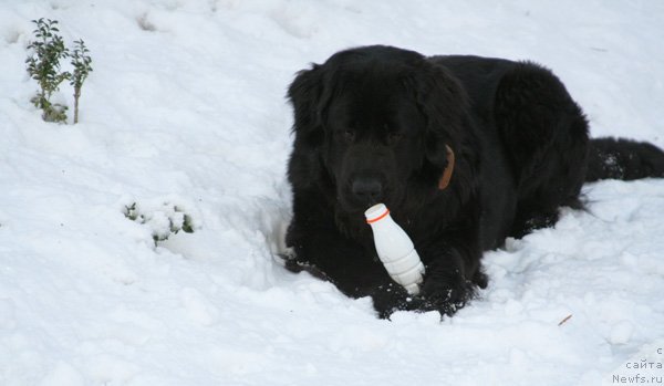 Фото: Jetem Fiona Armani