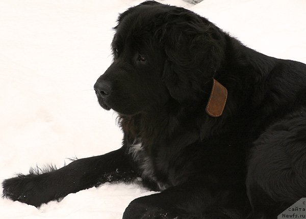 Фото: Jrtrm Fiona Armani