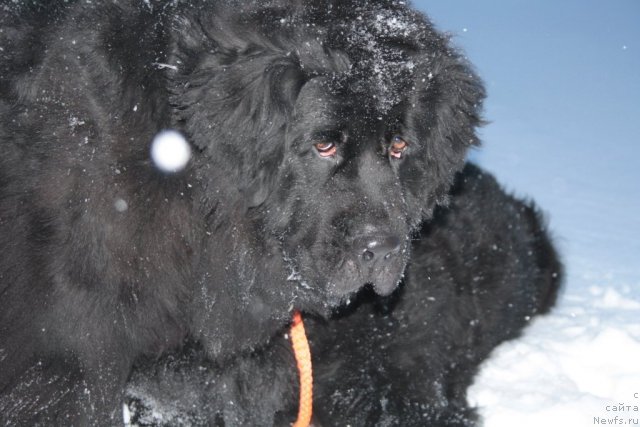 Фото: ньюфаундленд Глория Гранд Блек