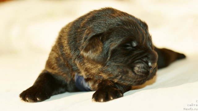 Фото: ньюфаундленд Бегущая по Волнам Ханд Маде (Beguschaya po Volnam Hand Made)