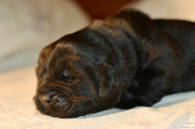 Фото: ньюфаундленд Бегущая по Волнам Ханд Маде (Beguschaya po Volnam Hand Made)