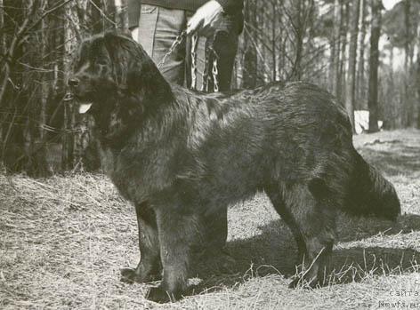 Фото: ньюфаундленд Флосер Матильда