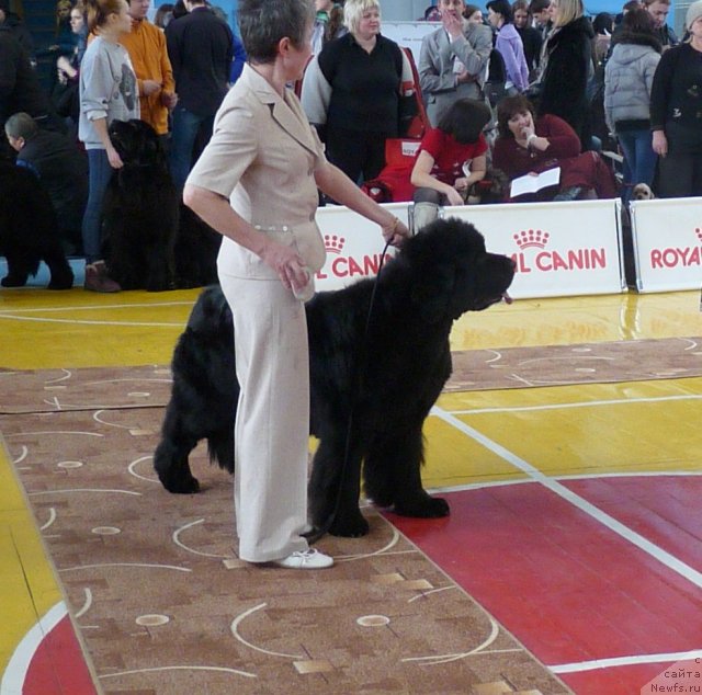 Фото: ньюфаундленд Супер Премиум Голд Кисс (Super Premium Gold Kis)