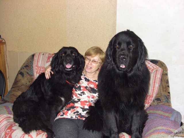 Фото: ньюфаундленд Кайден Плейфул (Kaiden Playful), Елена Левченко, Лора